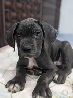 Cane corso male/ female puppies available for sale