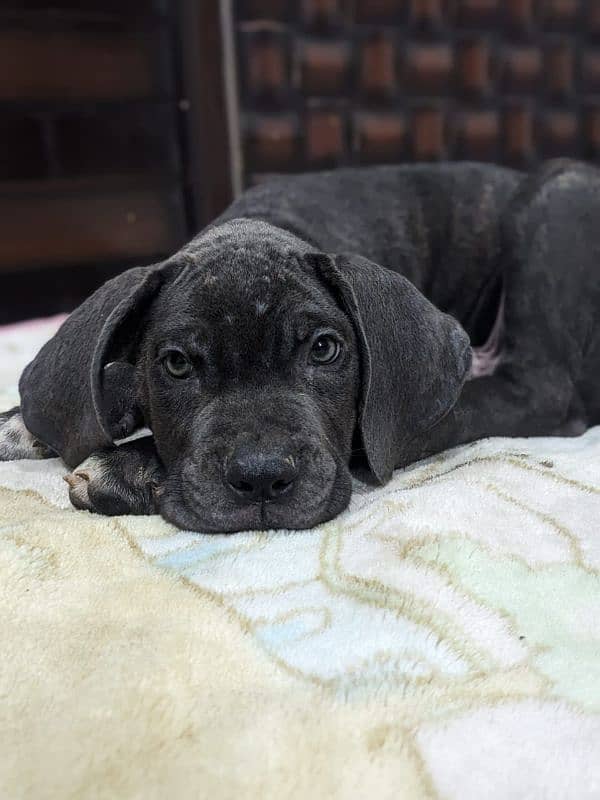 Cane corso male/ female puppies available for sale 1