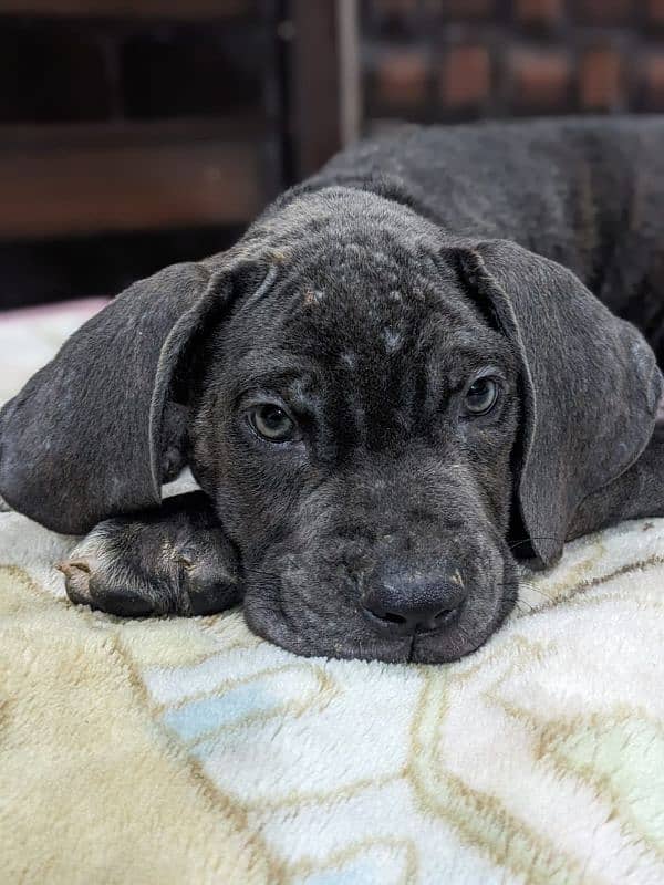 Cane corso male/ female puppies available for sale 2