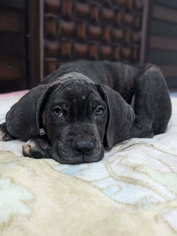 Cane corso male/ female puppies available for sale 3