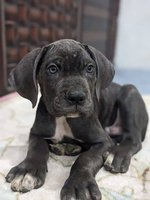 Cane corso male/ female puppies available for sale 4