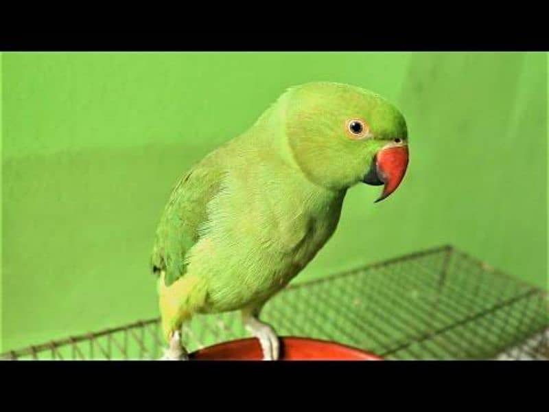 green parrot fully friendly handtame and taking 1