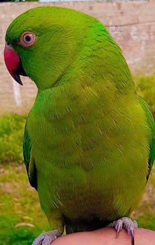 green parrot fully friendly handtame and taking 2