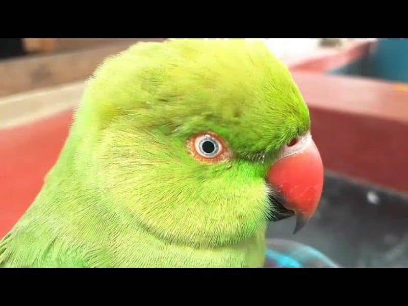 green parrot fully friendly handtame and taking 3