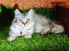 call for details Persian cat triple coated pekki face different prices