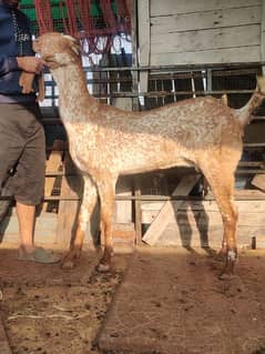 Bakri for sale