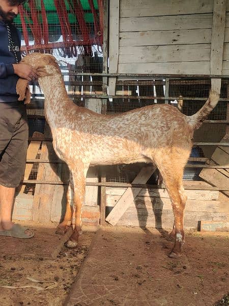 Bakri for sale 2