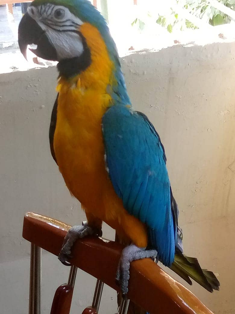 Macaw 0