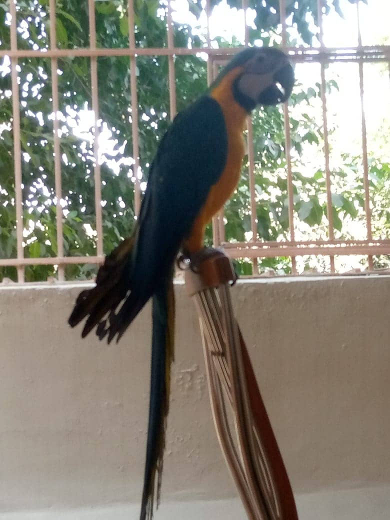 Macaw 2