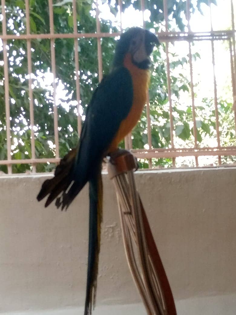 Macaw 3