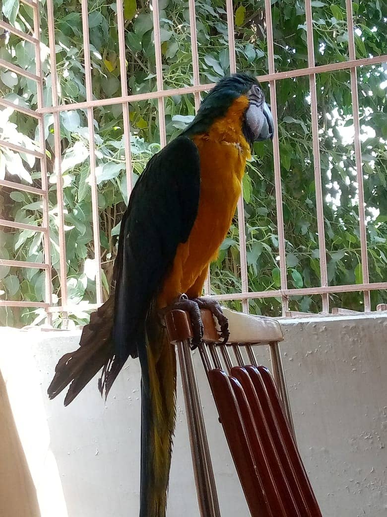 Macaw 4