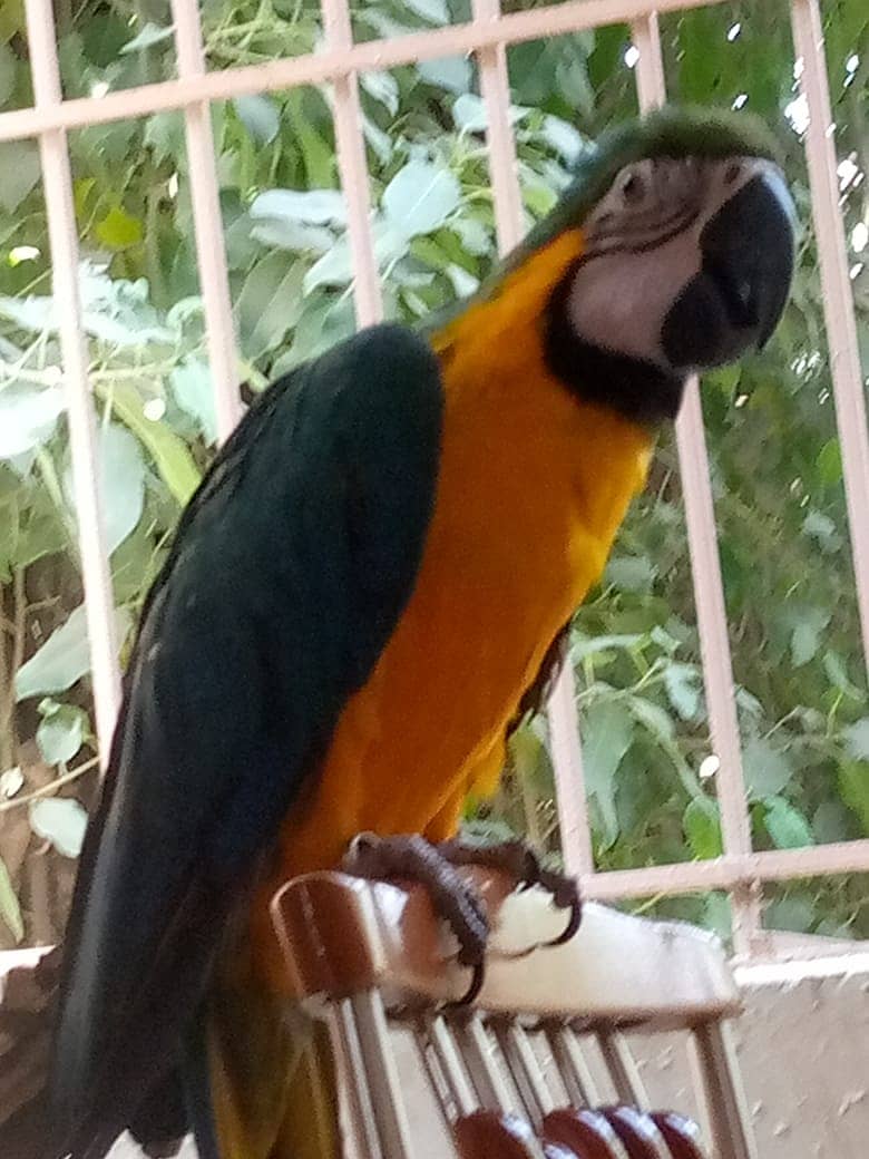 Macaw 5