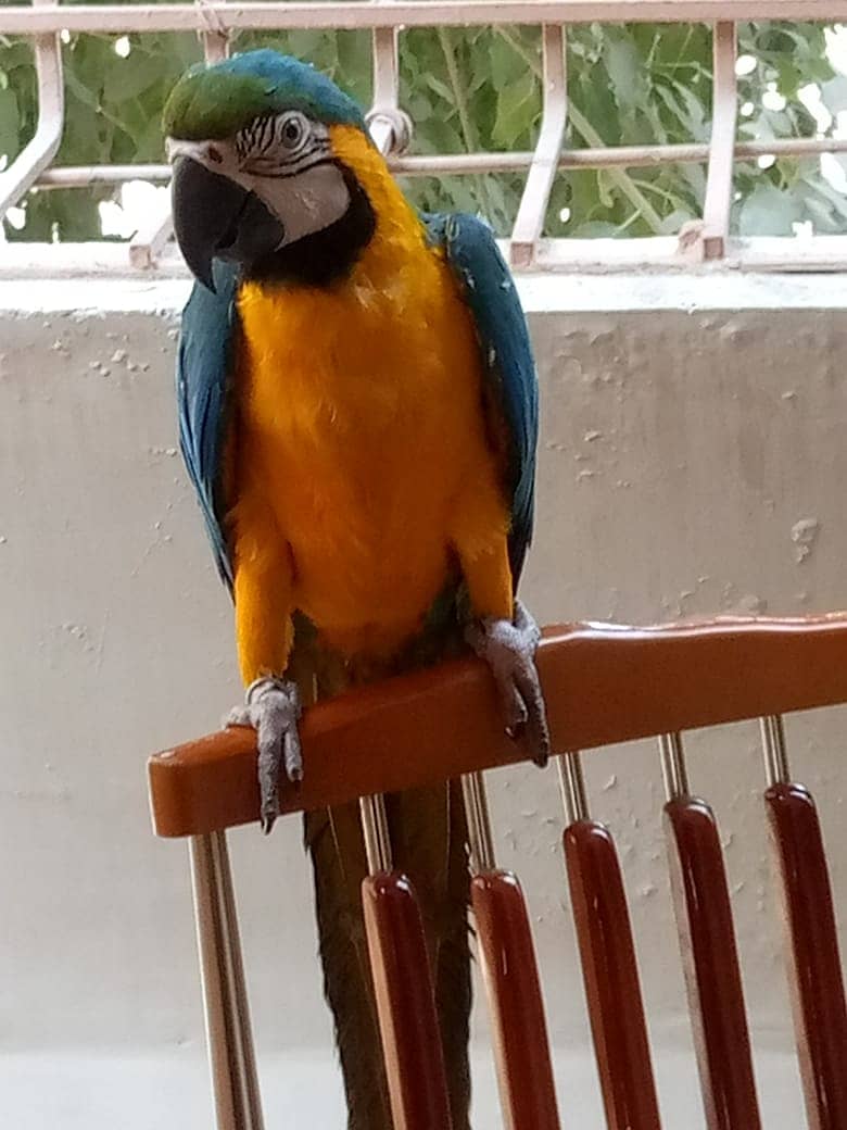 Macaw 6