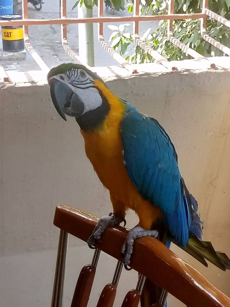 Macaw 7