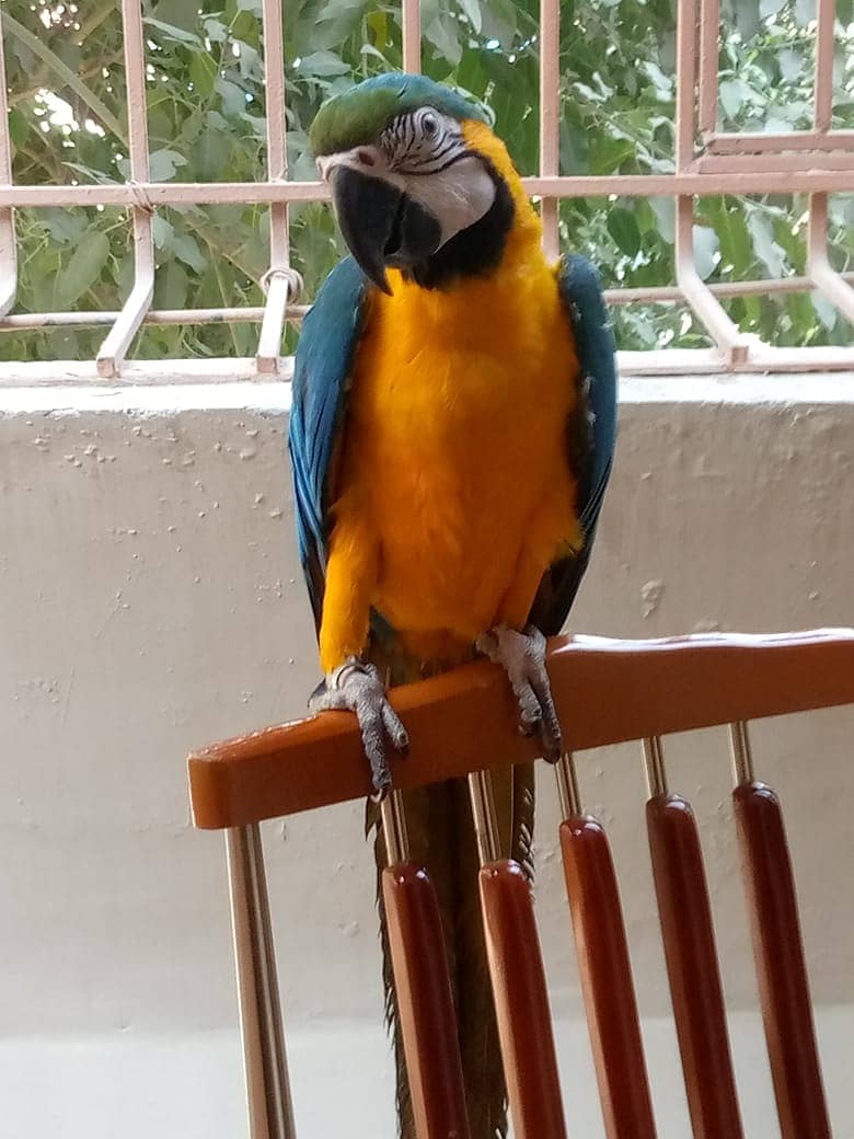 Macaw 9