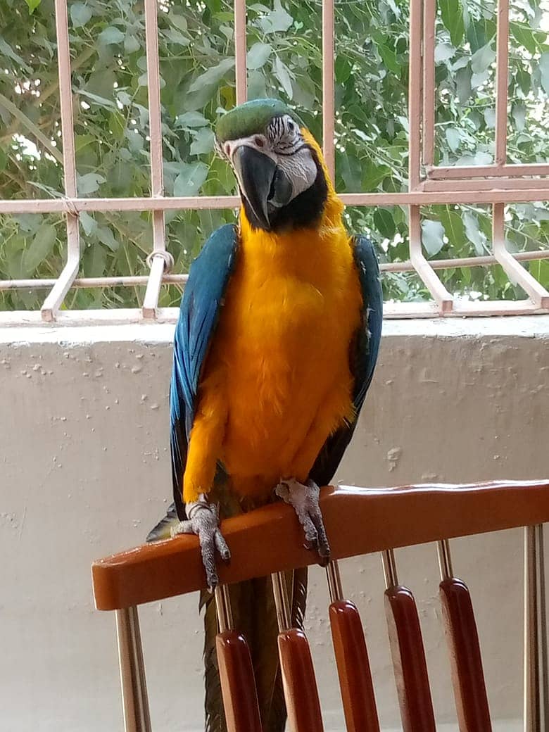 Macaw 10