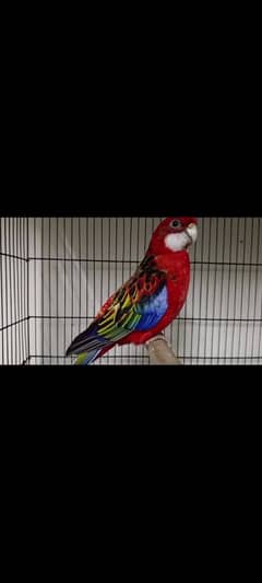 Rosella Breeder Pair with 4 eggs