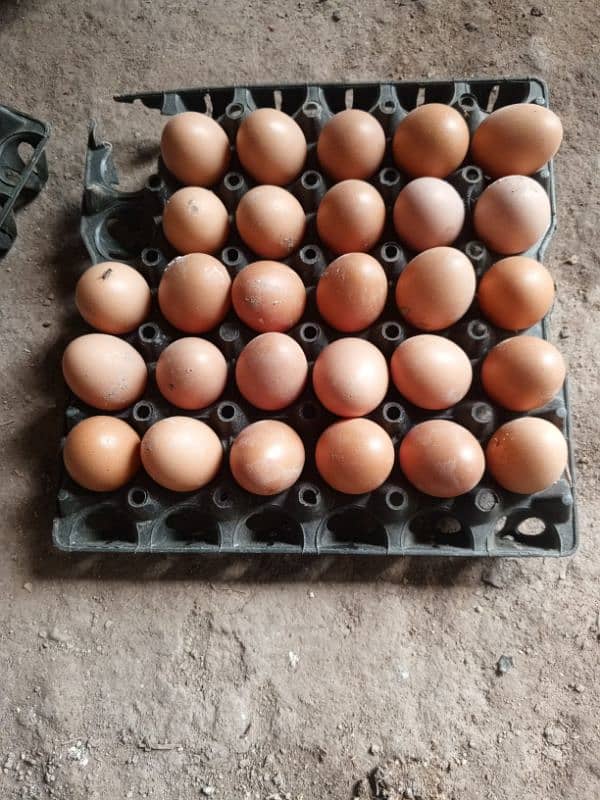 lohmann brown 30 full try 880 fresh desi egg available 1