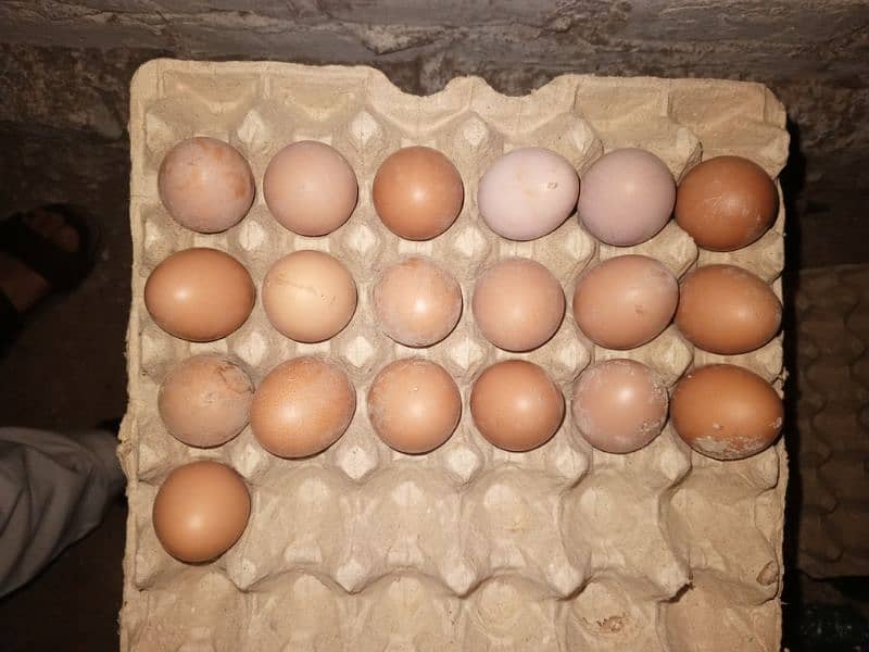 lohmann brown 30 full try 880 fresh desi egg available 2