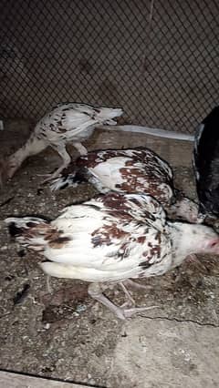 Aseel Hens For Sale