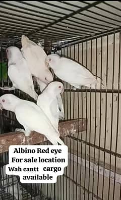 albino red eye 0