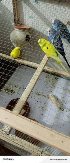 parrot sale all cage sale 0