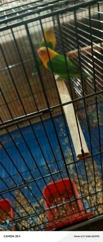 parrot sale all cage sale 1