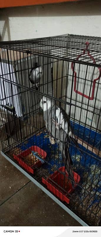 parrot sale all cage sale 2