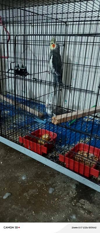 parrot sale all cage sale 3