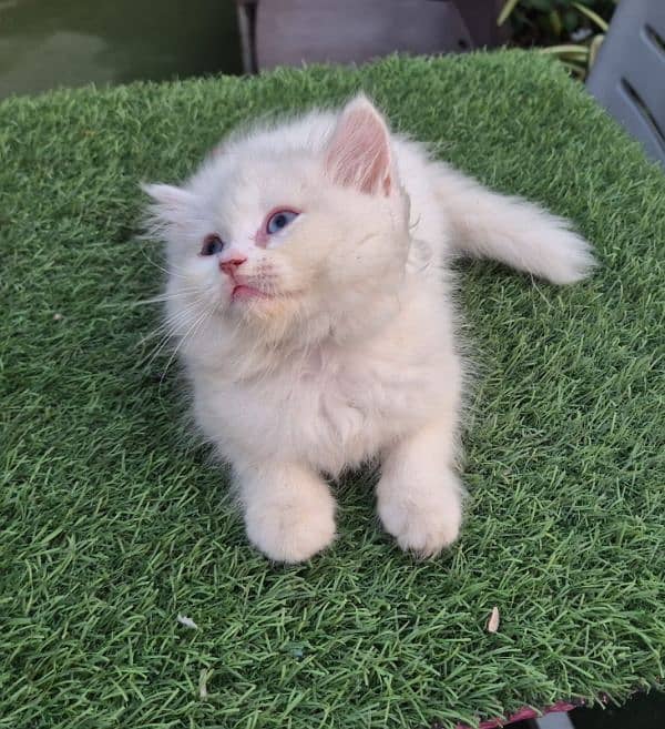 tripe coated Persian 1