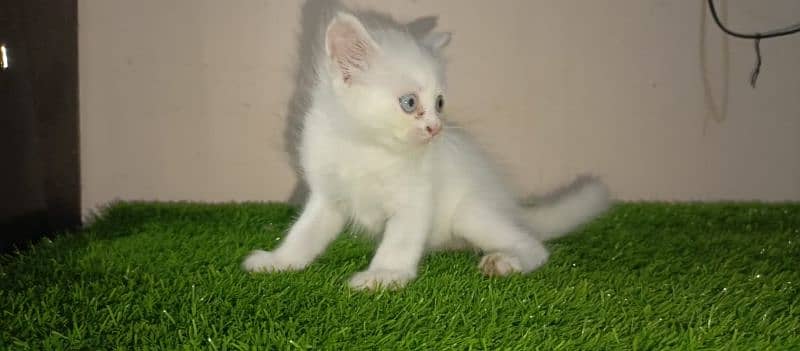 tripe coated Persian 2