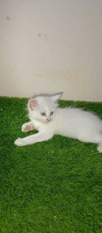 tripe coated Persian 4