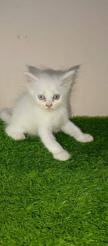 tripe coated Persian 9