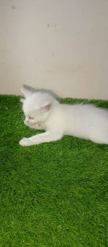 tripe coated Persian 10