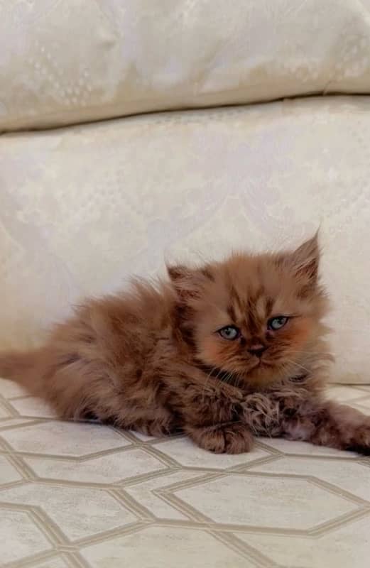 Persian kitten 1