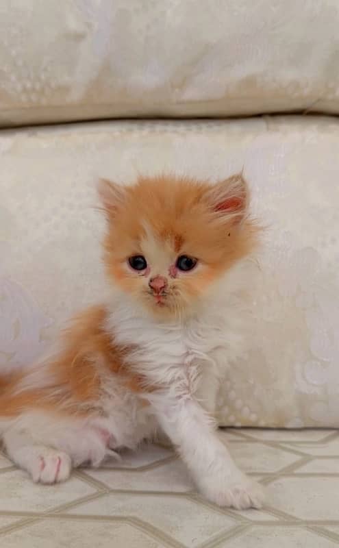 Persian kitten 2