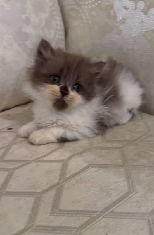 Persian kitten 4