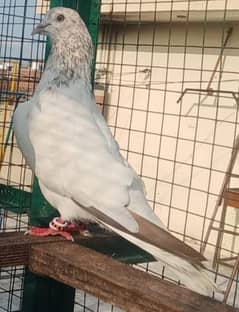 Pigeon Laal motyun wala Breeder Nr available for sale 0308-5000940