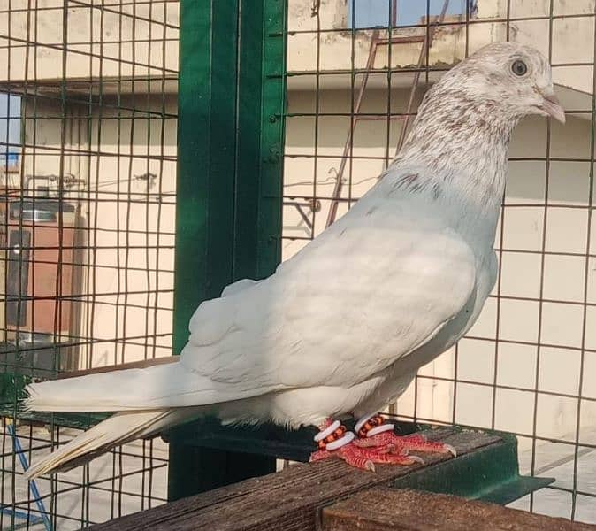 Pigeon Laal motyun wala Breeder Nr available for sale 0308-5000940 1