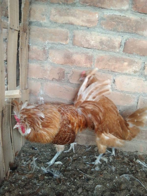 Buff Polish eggs for sale 2