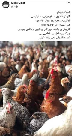 ملک اعوان گولڈن ایگز فارم 0