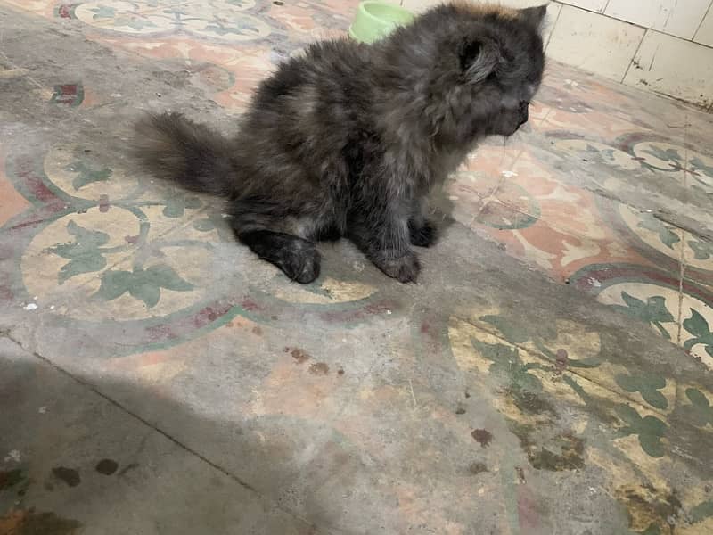 Persian cat female 1