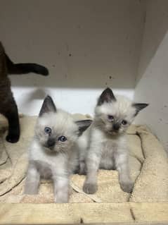 Siamese and Persian mixture 0