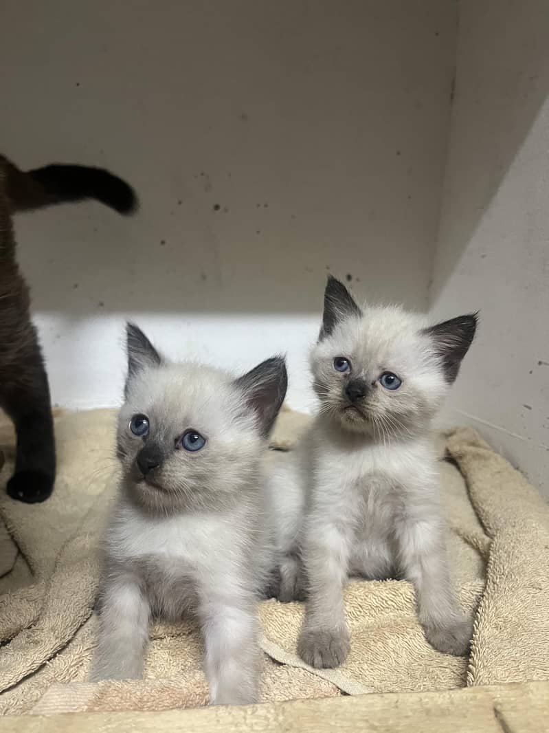 Siamese and Persian mixture 1