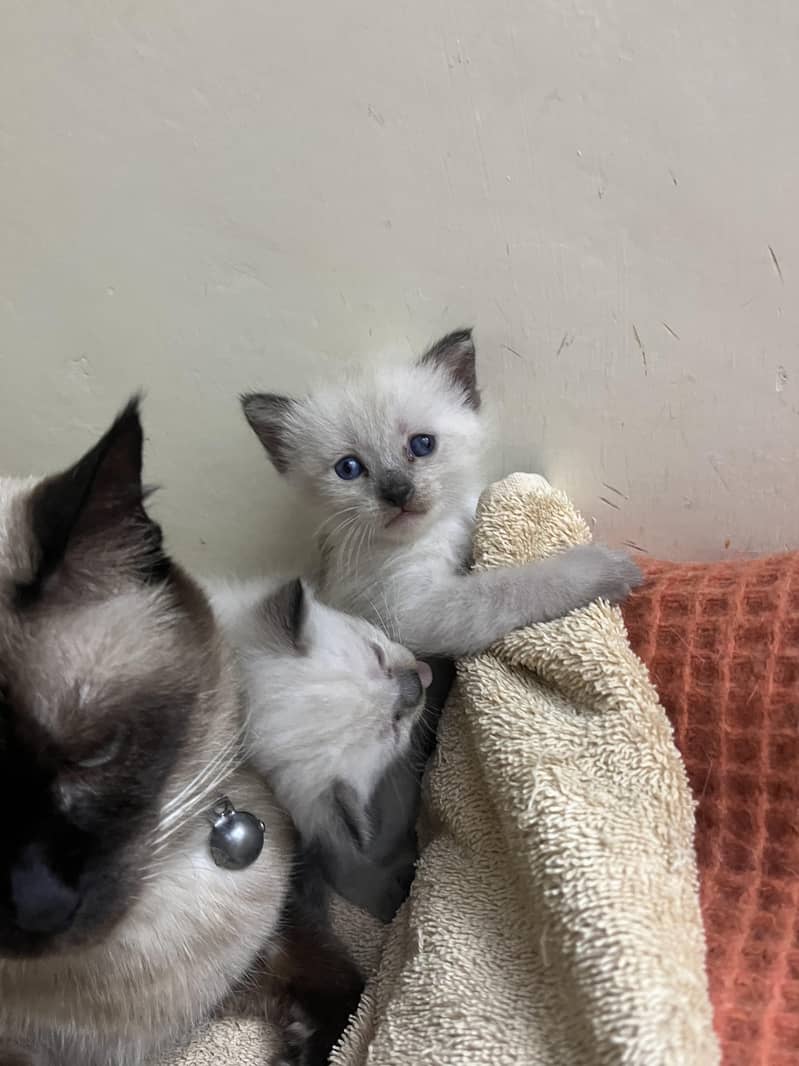 Siamese and Persian mixture 2