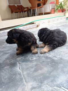 German Shepherd puppy 1 month long coat mein hai