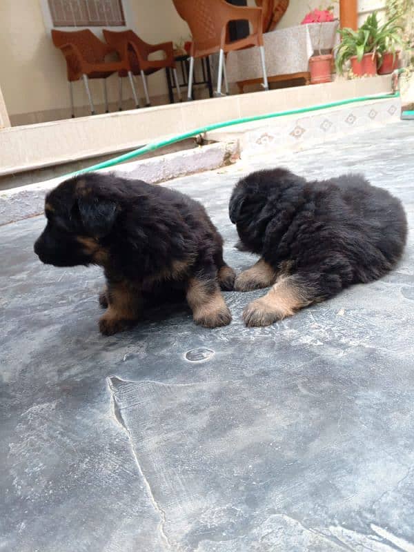 German Shepherd puppy 1 month long coat mein hai 0