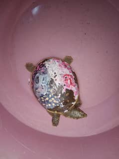 The turtle is domesticated. urgent sale 0