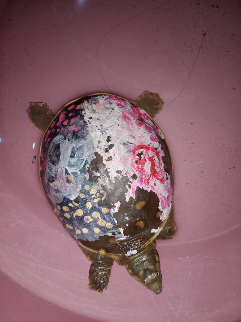 The turtle is domesticated. urgent sale 1