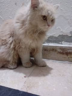 triple coat pure persian female breed,age 3years. . .